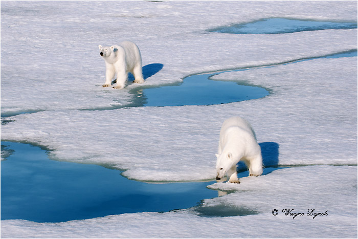 Polar Bears Interacting 119 by Dr. Wayne Lynch &copy;